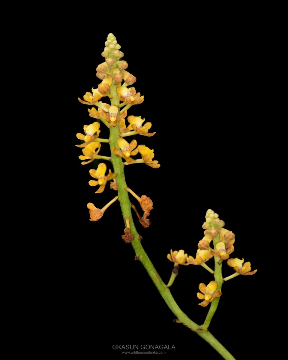 Pomatocalpa maculosum subsp. maculosum (Lindl.) J.J.Sm.